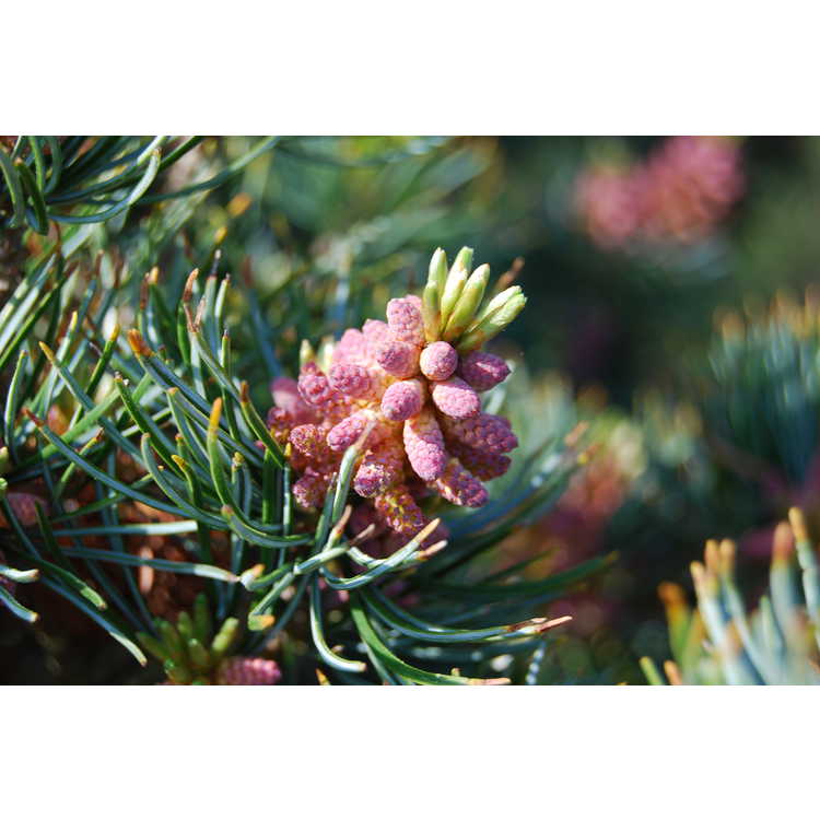 Pinus parviflora Brevifolia