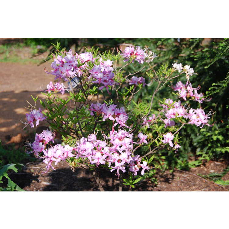 <em>Rhododendron periclymenoides</em> 'Lavender Girl'