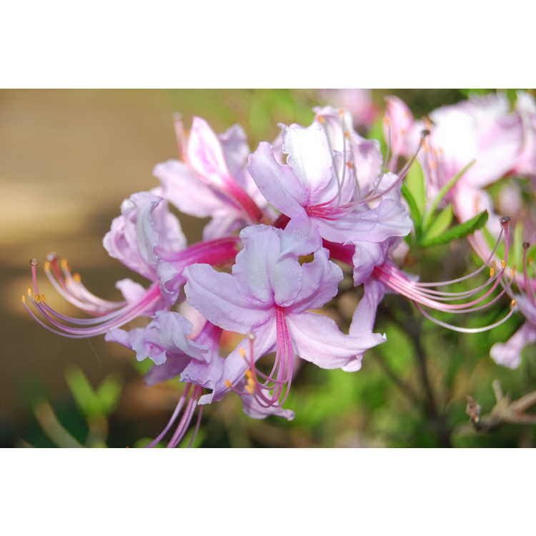 <em>Rhododendron periclymenoides</em> 'Lavender Girl'
