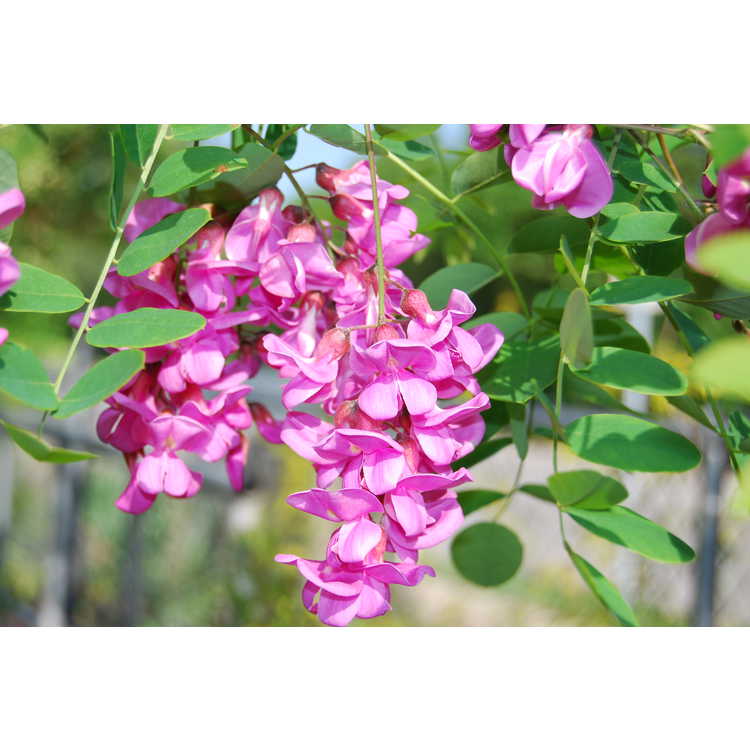 <em>Robinia</em> ×<em>margarettiae</em> 'Pink Cascade'