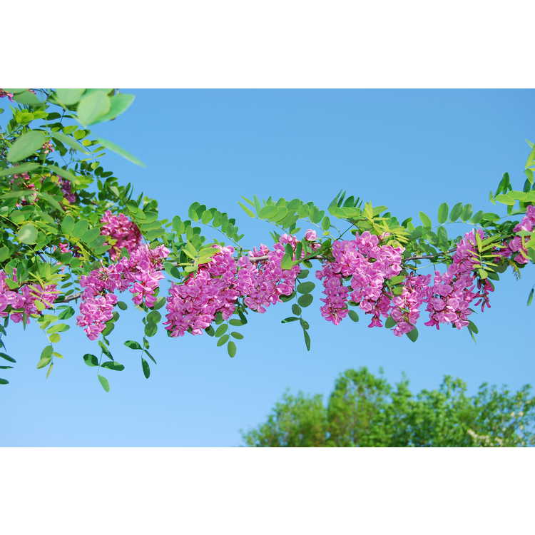<em>Robinia</em> ×<em>margarettiae</em> 'Pink Cascade'