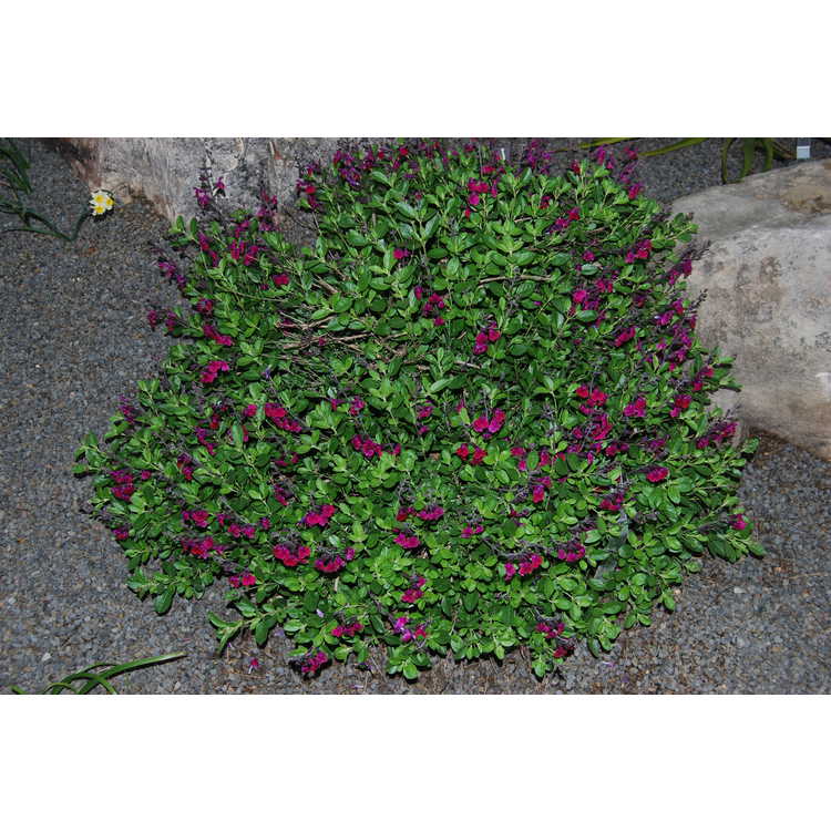Salvia greggii 'Diane' - autumn sage