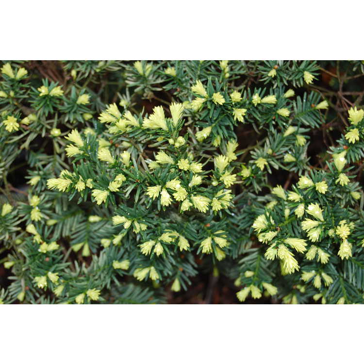 Taxus cuspidata 'Aurescens'