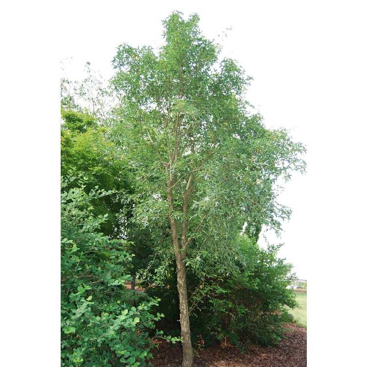 Acer pilosum var. stenolobum - stencilled maple