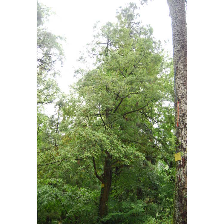 Torreya grandis - Chinese nutmeg-tree