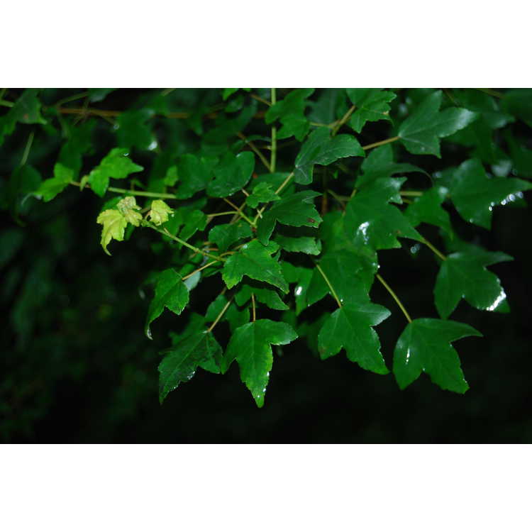 Acer buergerianum - trident maple