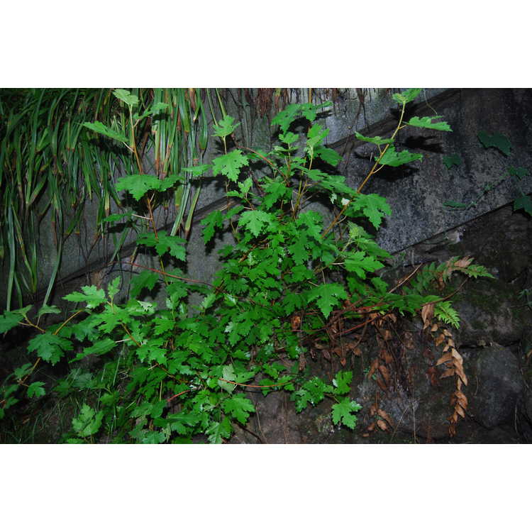 Japanese paper mulberry
