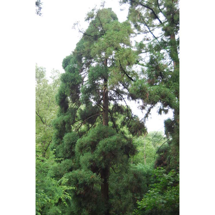 Cryptomeria japonica var. sinensis - Chinese-cedar