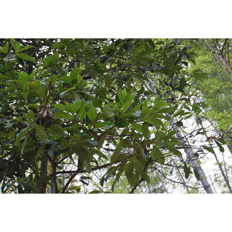 Castanopsis sclerophylla - Chinese tan-bark oak