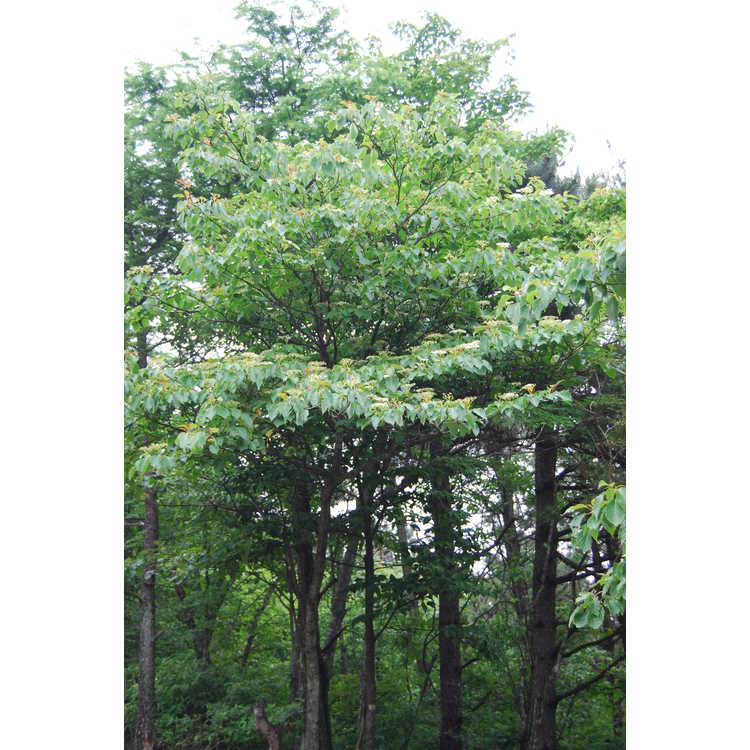 giant dogwood