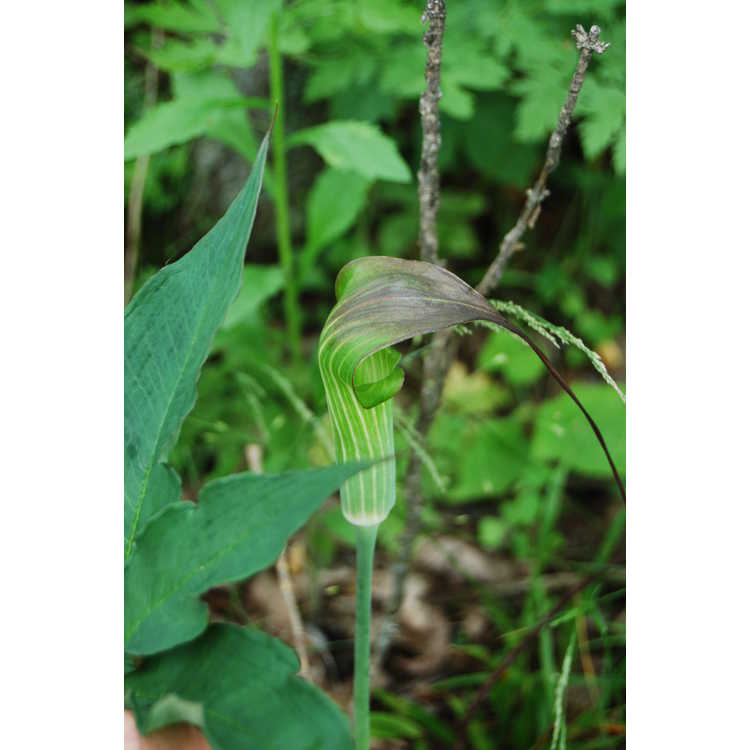 Himalayan Jack-in-the-Pulpit