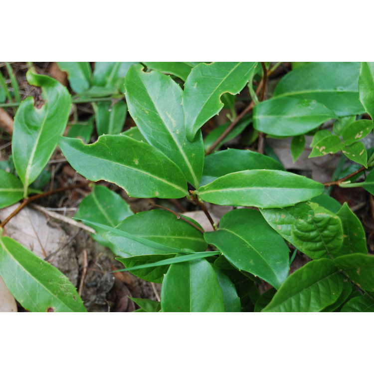 Pileostegia viburnoides var. viburnoides - evergreen climbing false hydrangea