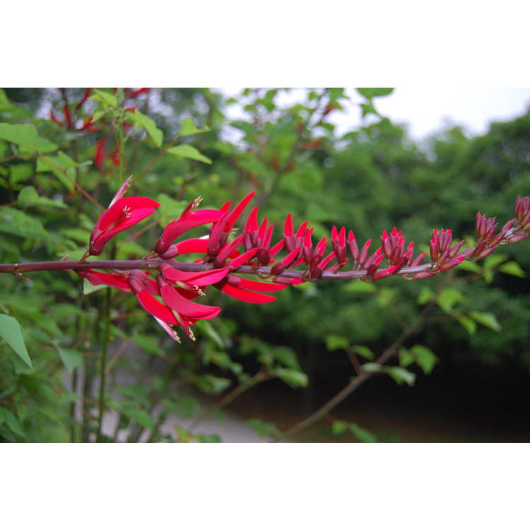 Erythrina-corallodendron-001-Hangzhou-Botanic-Garden-5-23-08.JPG