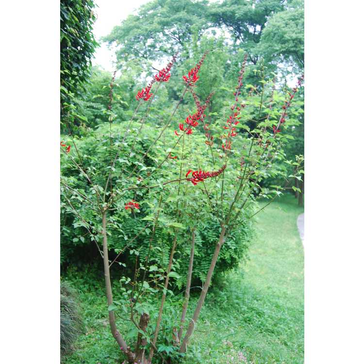Erythrina-corallodendron-003-Hangzhou-Botanic-Garden-5-23-08.JPG