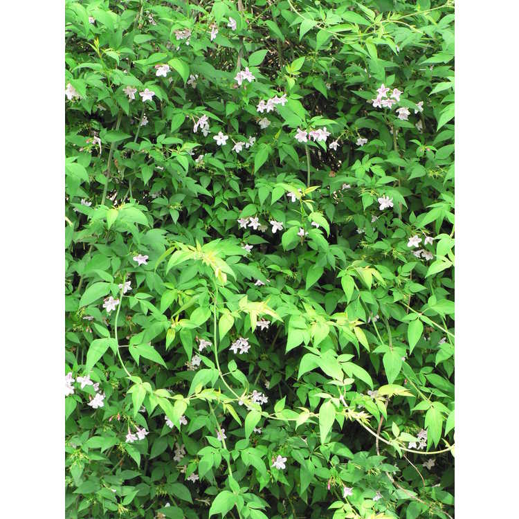 Jasminum ×stephanense