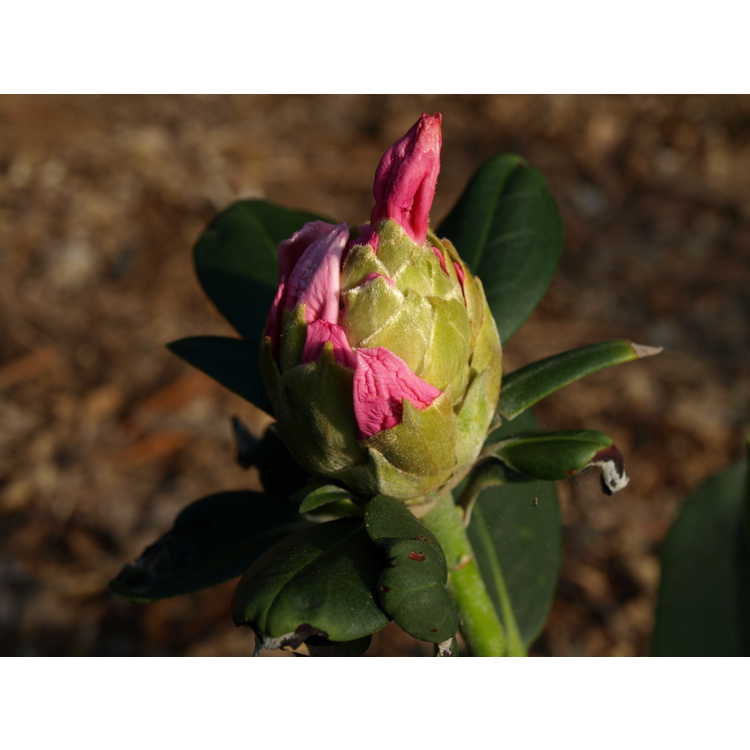 <em>Rhododendron yakushimanum</em>