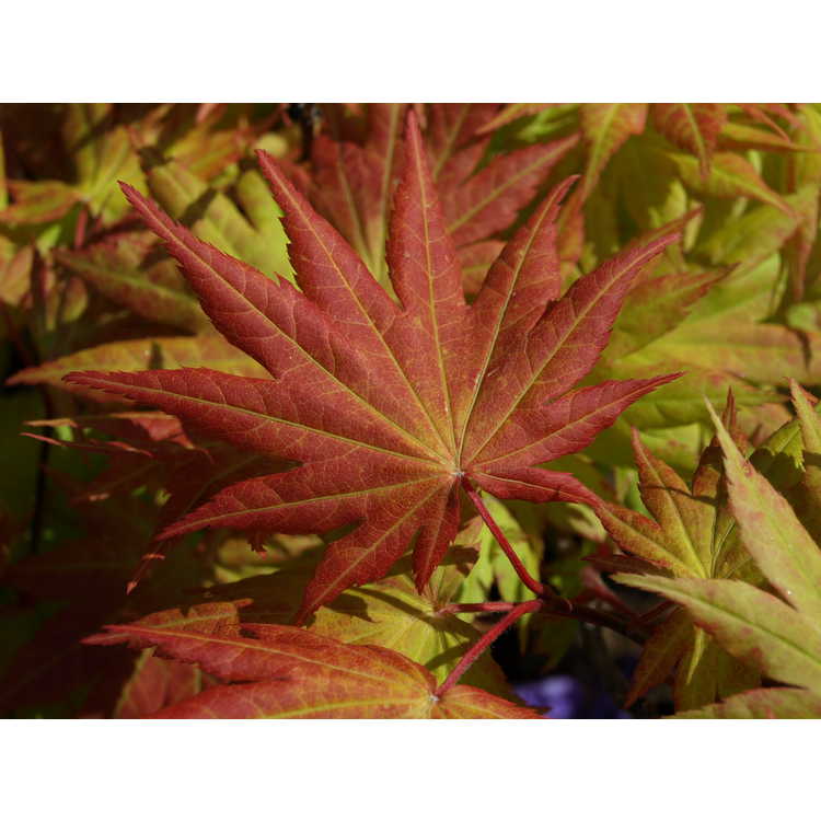 Acer shirasawanum 'Autumn Moon' - Shirasawa maple