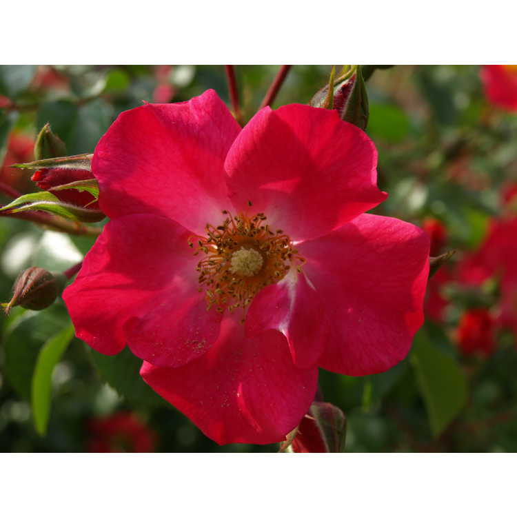 Rosa 'Wild Thing' - shrub rose