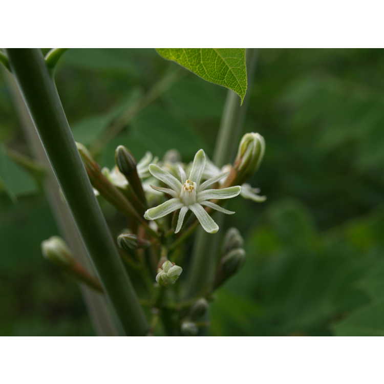 Gymnocladus dioicus 'Kentucky Colonel' - Kentucky coffeetree