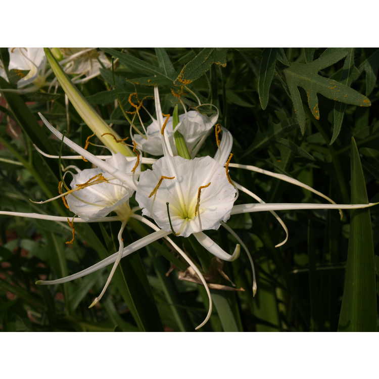 Hymenocallis - spider lily