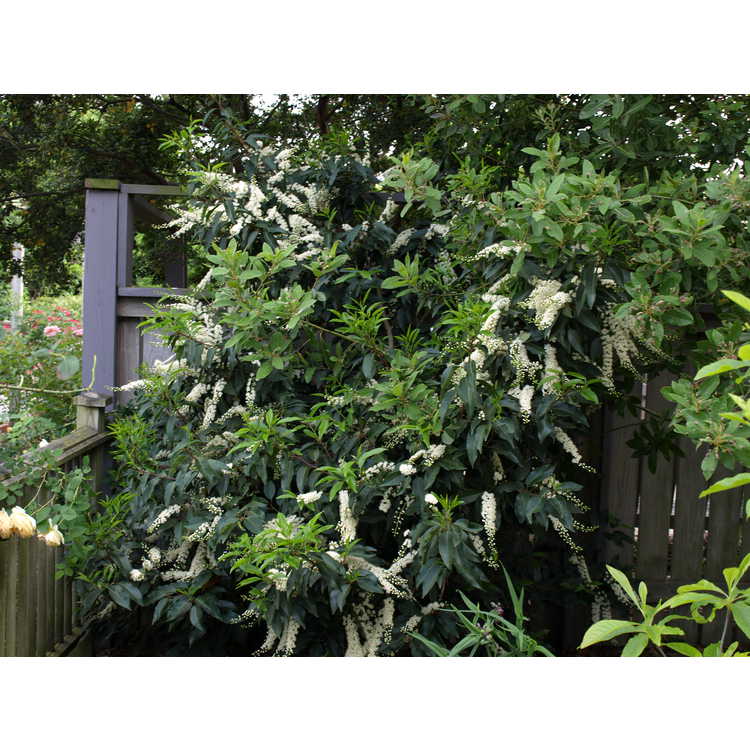 <em>Prunus lusitanica</em>