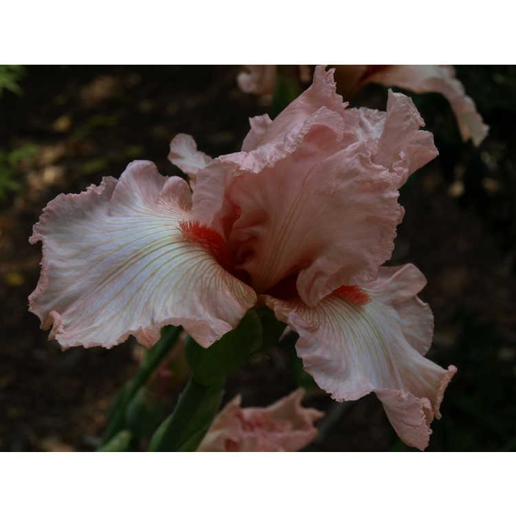 Iris 'Peppermint Cream' - tall bearded iris