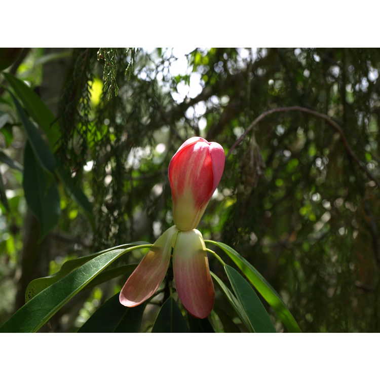 <em>Magnolia insignis</em>