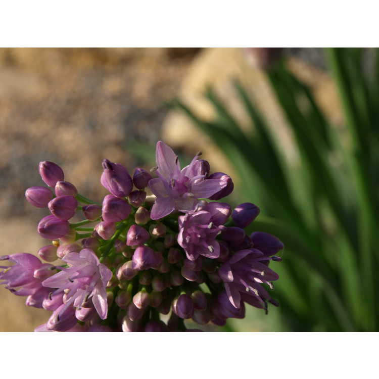 Allium 'Pink Feathers' - ornamental onion