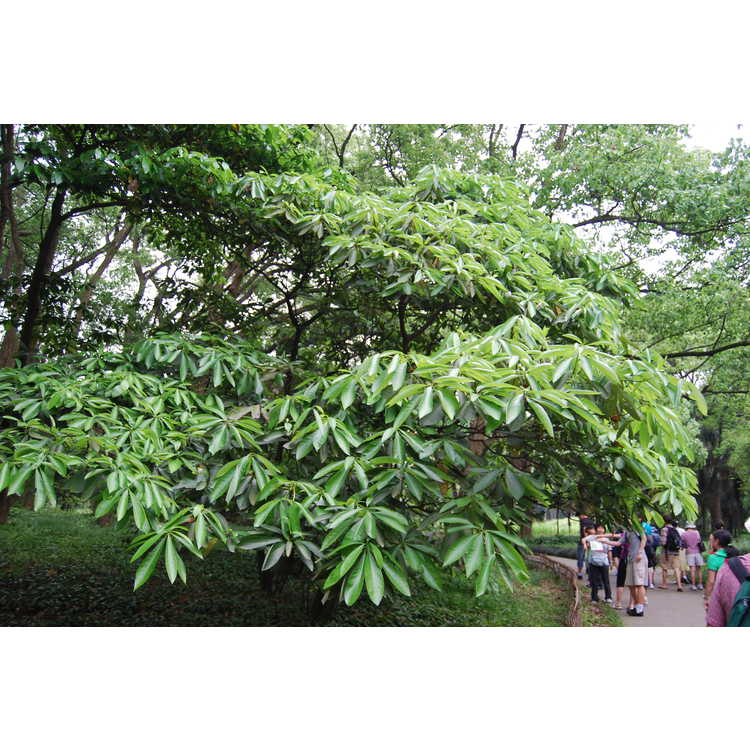 Persea-pauhoi-002-Hangzhou-Botanic-Garden-5-23-08.JPG
