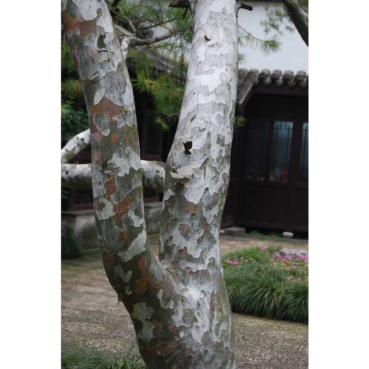 Pinus-bungeana-002-Humble-Administrators-Garden-Suzhou-5-24-08.JPG