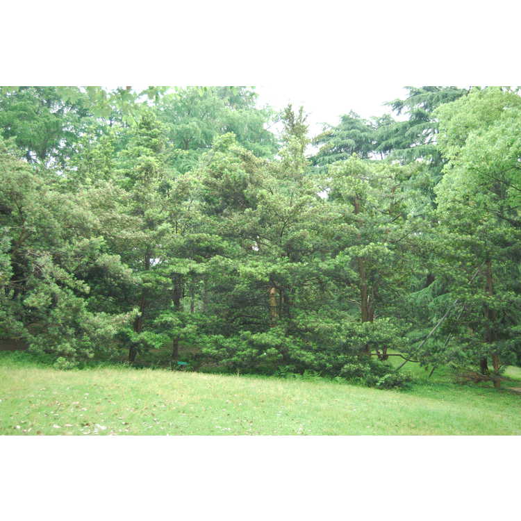 Podocarpus-macrophyllus-006-Hangzhou-Botanic-Garden-5-23-08.JPG