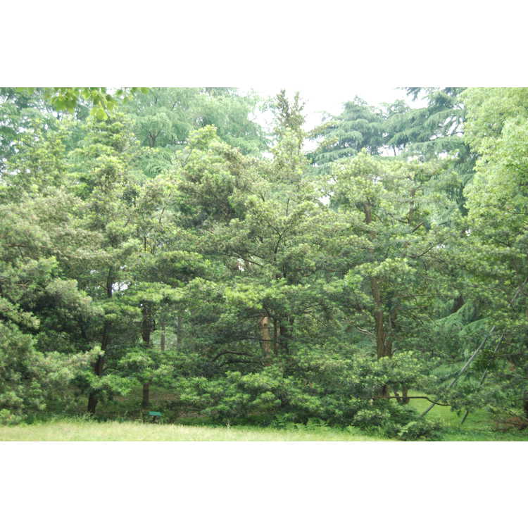 Podocarpus-macrophyllus-007-Hangzhou-Botanic-Garden-5-23-08.JPG