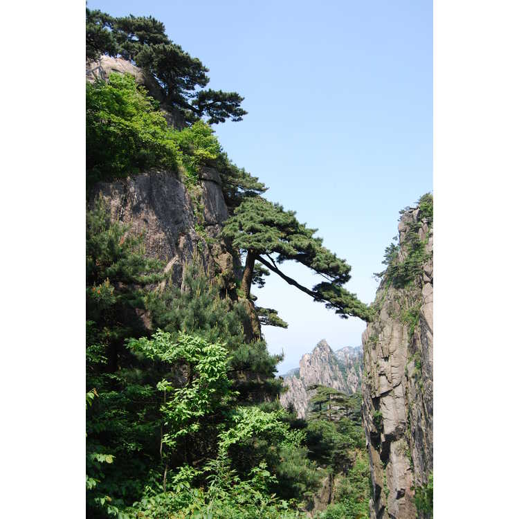 Pinus taiwanensis