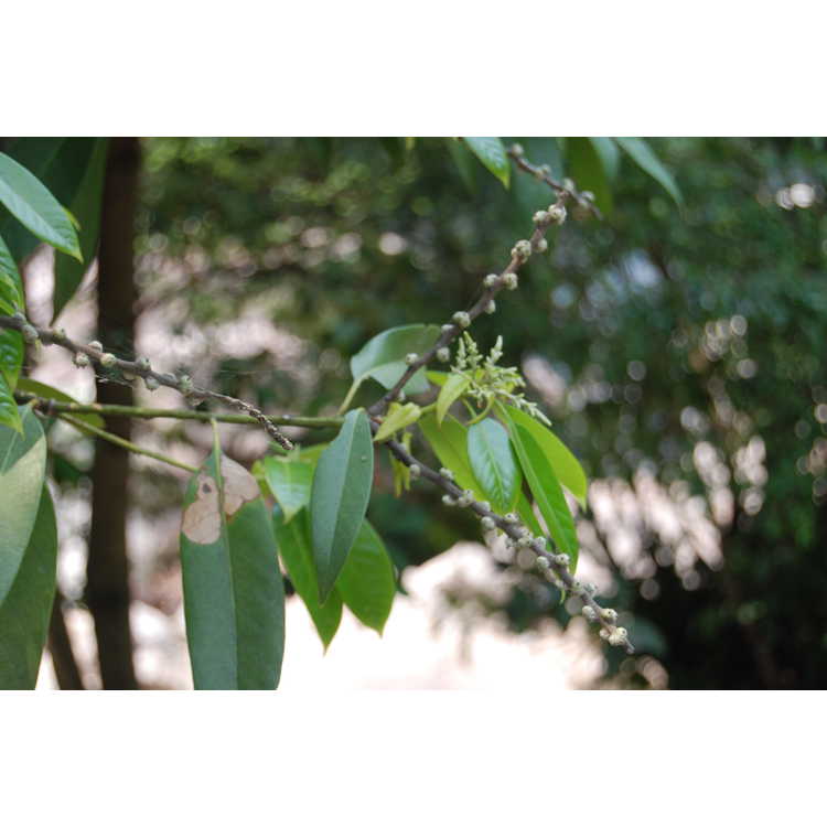 Lithocarpus henryi - Henry tan-bark oak