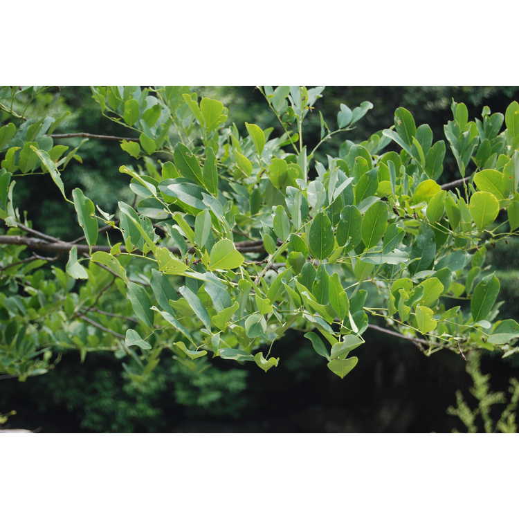 Dalbergia hupeana - rosewood