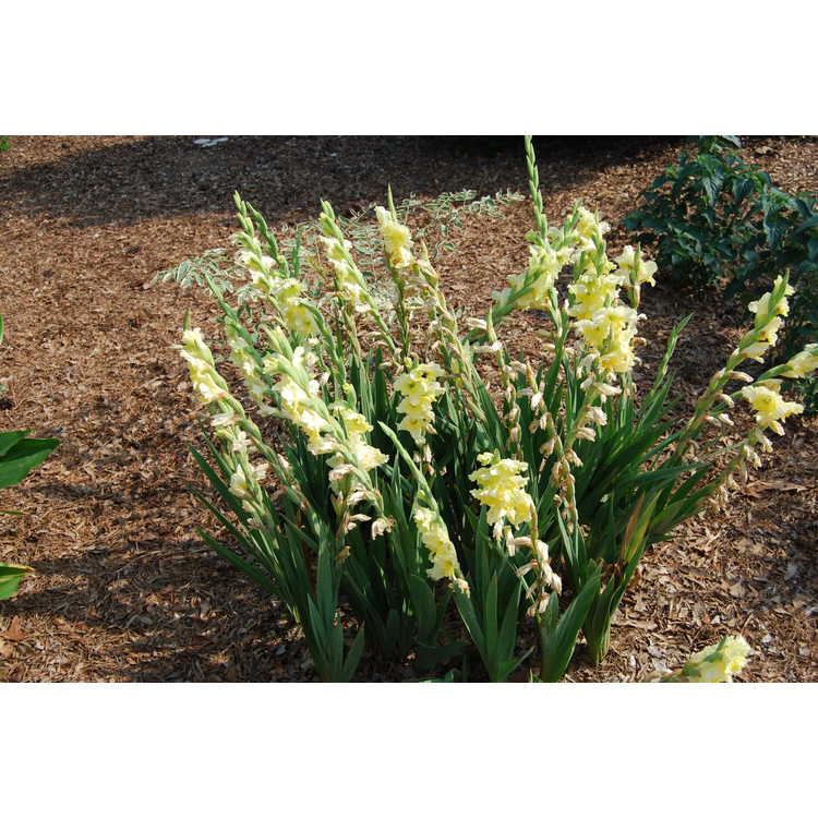 Gladiolus Flevo Jive