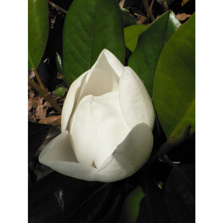 Magnolia grandiflora Poconos
