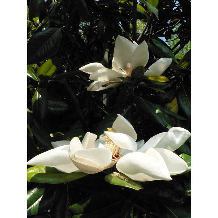 Magnolia grandiflora 'Poconos' - Southern magnolia