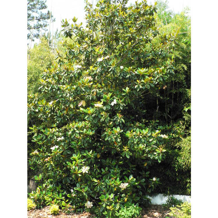 Magnolia grandiflora 'Poconos' - Southern magnolia