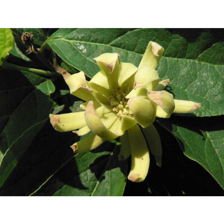 Calycanthus floridus 'Athens' - yellow common sweetshrub