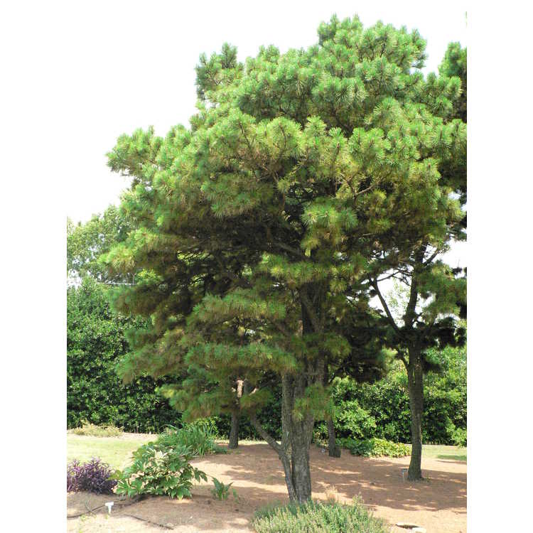 <em>Pinus taeda</em> NCSU Dwarf Group