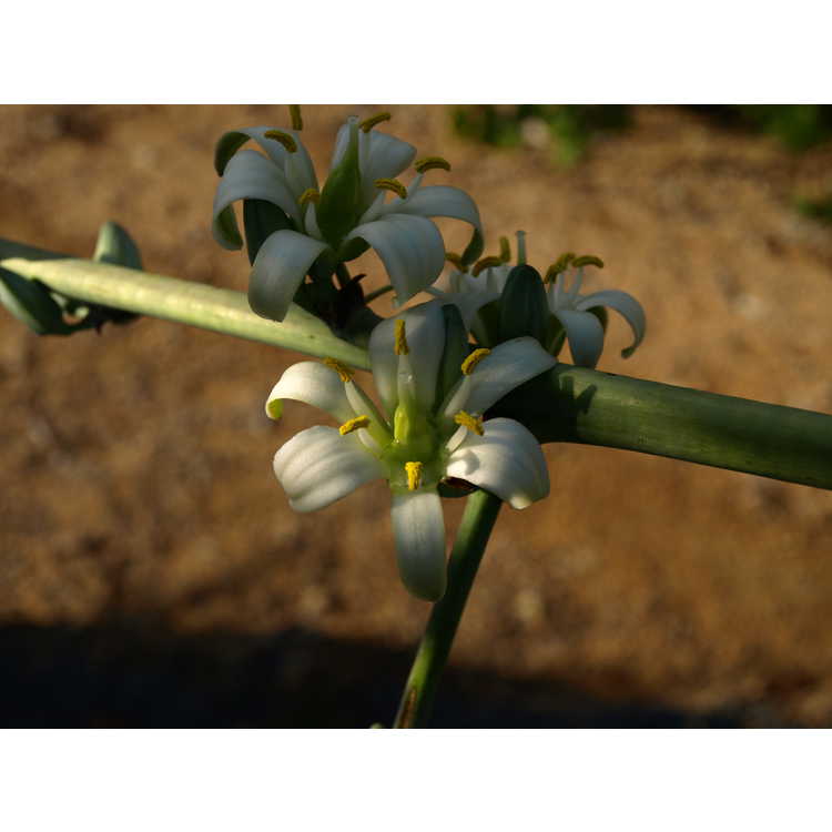 Hesperaloe funifera