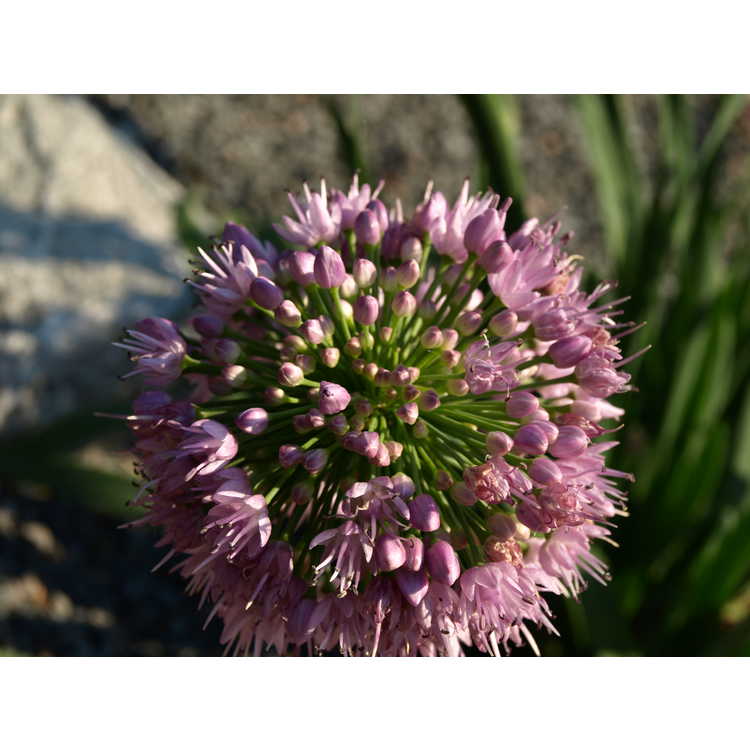 Allium 'Pink Feathers' - ornamental onion