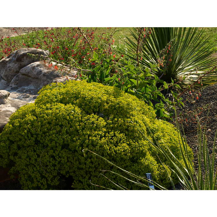 Euphorbia Deans Hybrid