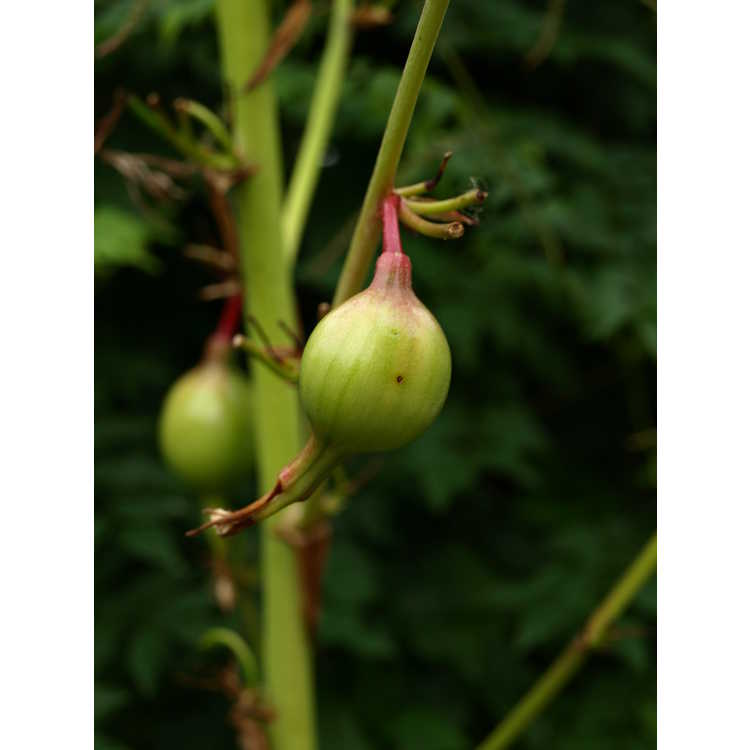 Beschorneria septentrionalis - false red agave