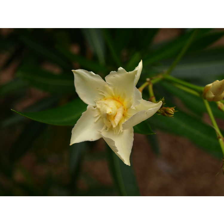 <em>Nerium oleander</em> (double yellow)