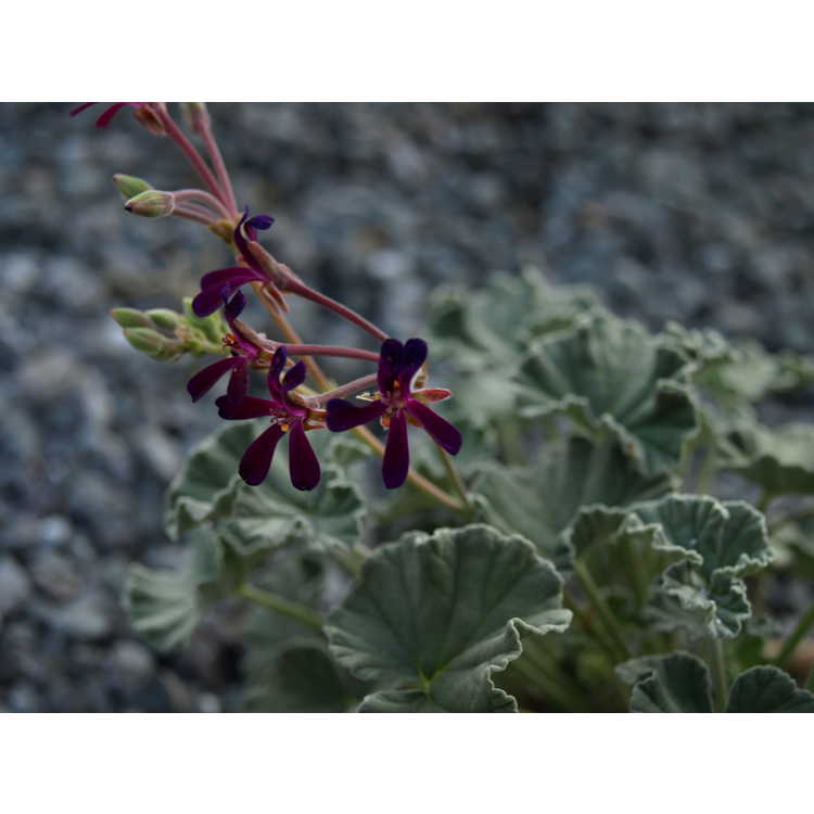 <em>Pelargonium sidoides</em>