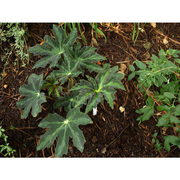 <em>Begonia heracleifolia</em> var.<em> nigricans</em>