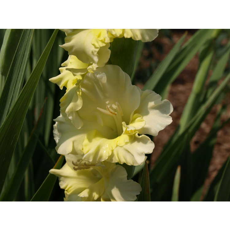 Gladiolus Flevo Jive