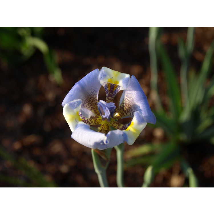 Cypella coelestis - goblet flower
